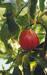 Tomat, Hög, Liguria