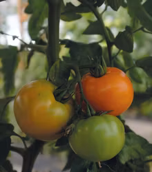 Tomat, Hög, Orange Wellington F1