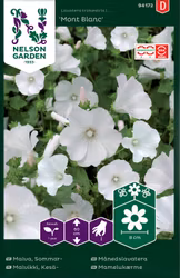Malva, Sommar-, Mont Blanc, vit