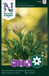 Prydnadsgräs, Frosted Explosion