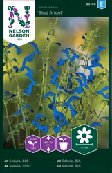 Salvia, Blå-, Blue Angel