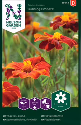 Tagetes, Linné-, Burning Embers