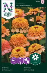 Zinnia, Zinderella Peach