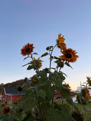 Solros Velvet Queen, ekofrö