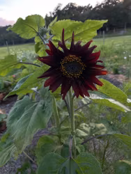 Solros Velvet Queen, ekofrö