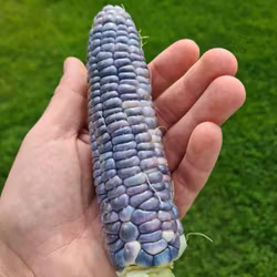 Majs Hooker's Sweet Indian, ekofrö