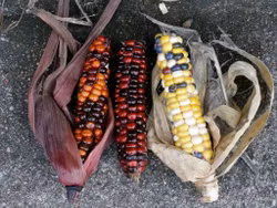 Majs Painted Mountain, ekofrö