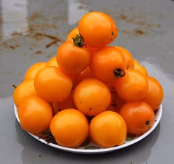 Busktomat Ida Gold, ekofrö