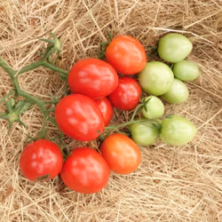 Busktomat Irishka, ekofrö