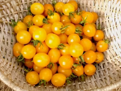 Körsbärstomat Sun Baby, ekofrö