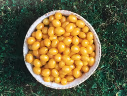 Körsbärstomat Gelbe Dattelwein, ekofrö