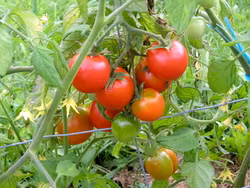 Pastatomat Bellstar, ekofrö