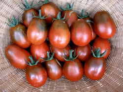 Pastatomat Black Plum, ekofrö