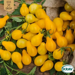 Pärontomat - Yellow Submarine, EKO