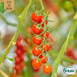 Körsbärstomat - Sweetie, EKO