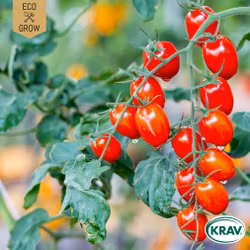 Körsbärstomat - Red Cherry, EKO