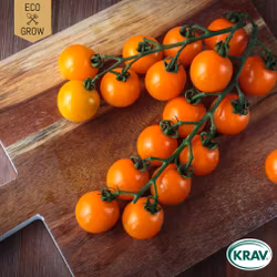 Körsbärstomat - Figiel, EKO