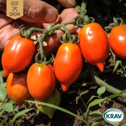 Vintertomat - Principe Borghese, EKO