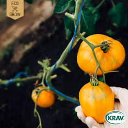 Tomat - Coração de Boi laranja, EKO