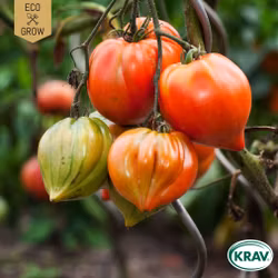 Tomat - Coração de Boi riscado, EKO