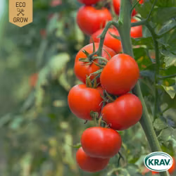 Salladstomat - Moneymaker, EKO