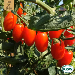 Plommontomat - Roma VF, EKO