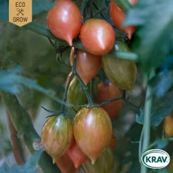 Miniplommontomat - Artisan Pink Tiger, EKO