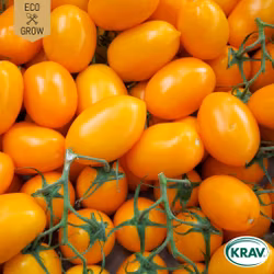 Plommontomat - Banana Legs, EKO