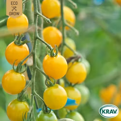 Körsbärstomat - Goldkrone, EKO