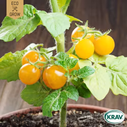 Busktomat - Boka, EKO