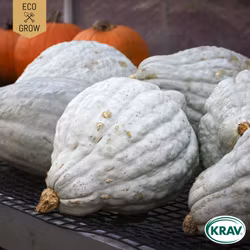 Vintersquash - Blue Ballet, EKO