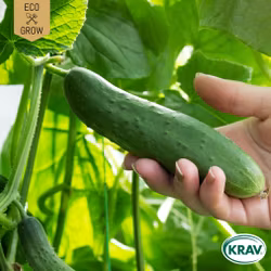 Slanggurka - Tanja, EKO