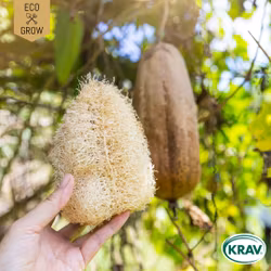 Luffagurka - Tvättsvampsgurka, EKO