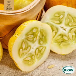 Äppelgurka - Lemon, EKO