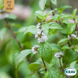 Mynta - Rotundifolia, EKO