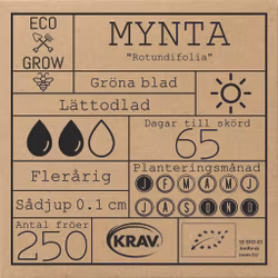 Mynta - Rotundifolia, EKO