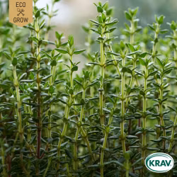 Timjan - Winter Thyme, EKO