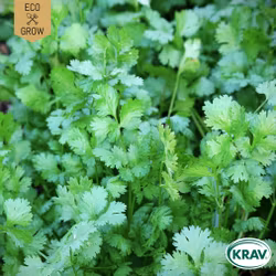 Koriander - Caribe, EKO