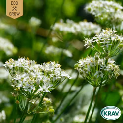Kinesisk Gräslök - Garlic Chives, EKO