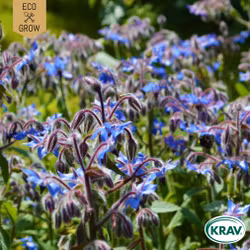 Gurkört - Borage Common, EKO