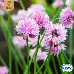 Gräslök - Allium schoenoprasum, EKO