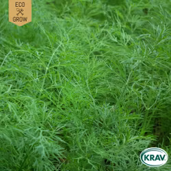 Dill - Common, EKO