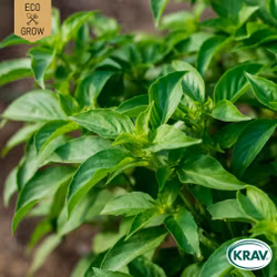 Citronbasilika - Lemon Basil, EKO