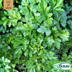 Bladpersilja - Gigante d'Italia, EKO