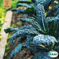 Svartkål - Nero di Toscana, EKO