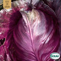Spetskål - Kalibos, EKO