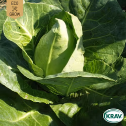 Spetskål - Chateaurenard, EKO