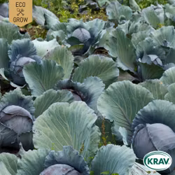 Rödkål - Tête Noire 3, EKO