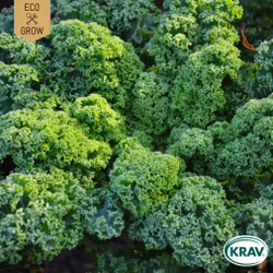 Grönkål - Westland Winter, EKO