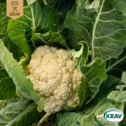 Blomkål - Bola de Neve, EKO